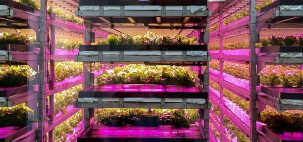 智能化集装箱植物工厂：未来农业的创新引擎