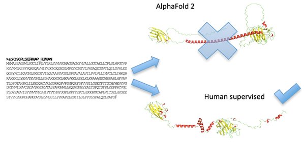 AlphaFold：AI驱动的蛋白质结构预测革命