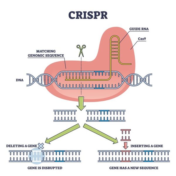 CRISPR技术：重塑人类未来的基因革命