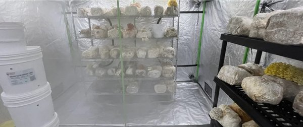 智慧云舱：科技赋能菌菇产业，助力乡村振兴