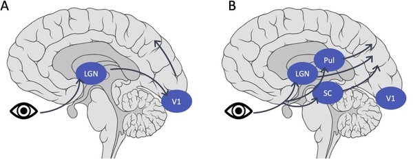盲视技术：Neuralink的突破与未来展望