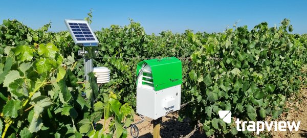智能农业新利器：圣启科技虫情测报仪助力小麦返青期管理