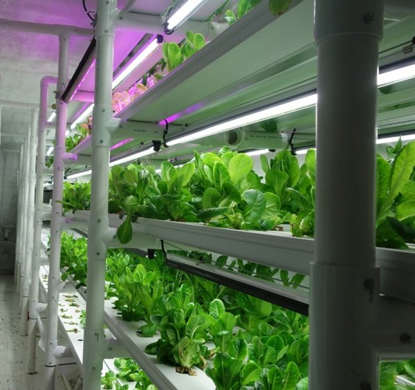 Plenty垂直种植技术：引领未来农业的高效革命